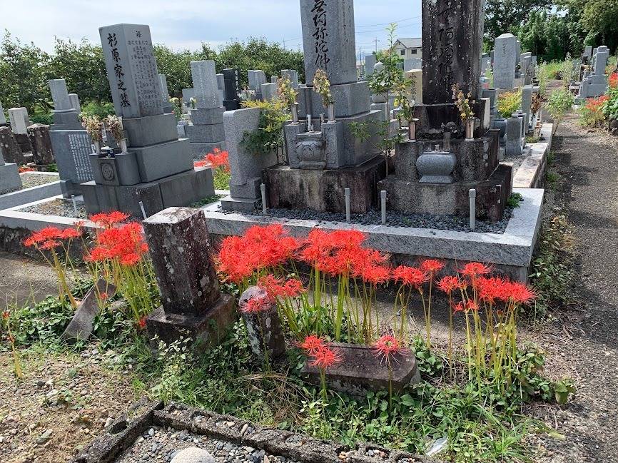 やっと　彼岸花が満開です　岐阜のお墓掃除屋「磨き専隊」です