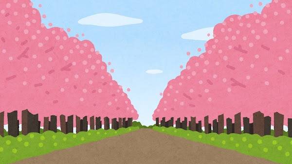 墓地の花の終わった桜なんて嫌いだ　岐阜のお墓掃除屋「磨き専隊」です