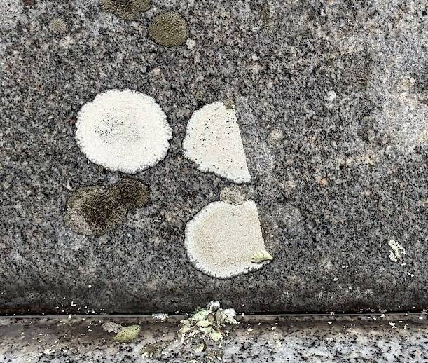 故人の感謝の声が聞こえてきます　岐阜のお墓掃除屋「磨き専隊」です