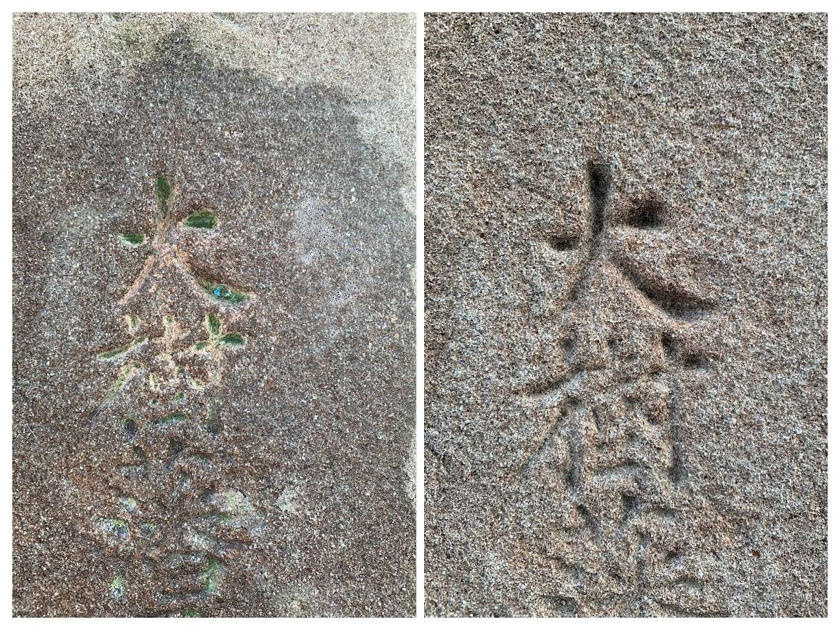 地衣類が文字の中に占拠して損壊していると思いきや　掻き出したら文字にはダメージがありませんでした。最小のダメージを意識して時間を掛けて施工します。