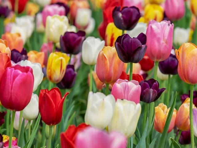 お墓に供えてはいけない花って　岐阜のお墓掃除屋「磨き専隊」です